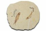 Fossil Fish (Knightia) Mortality Plate - Wyoming #339032-1